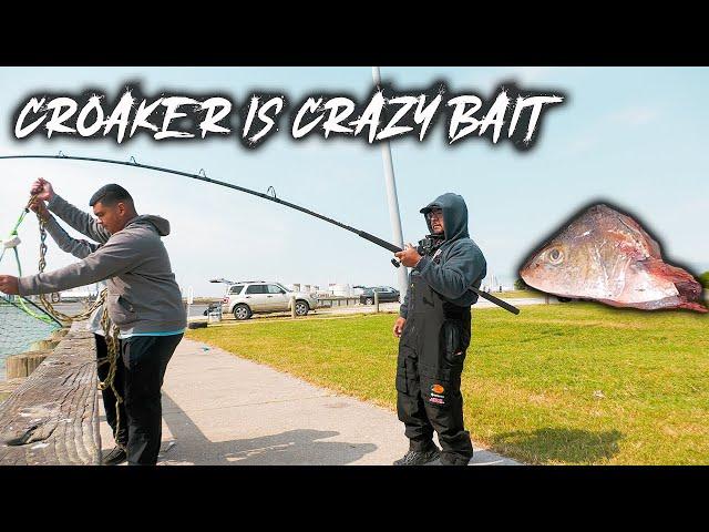 Non-Stop Action! Pier Fishing with Cut Croaker!