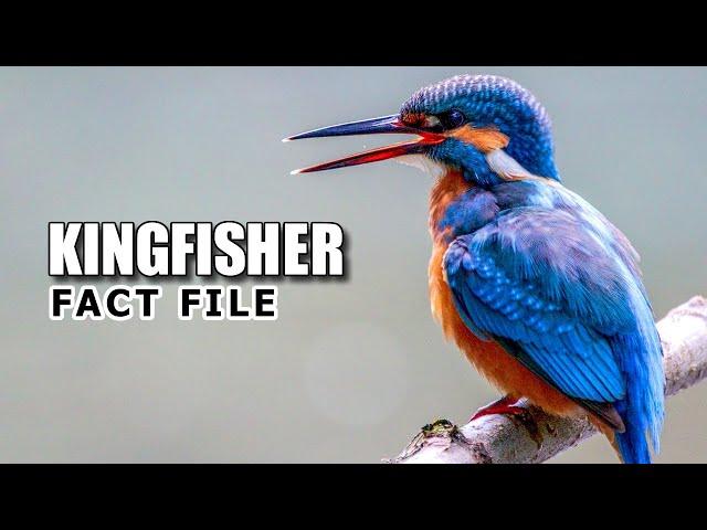 Kingfisher Facts: Not JUST a FISHING Bird ‍⬛ Animal Fact Files