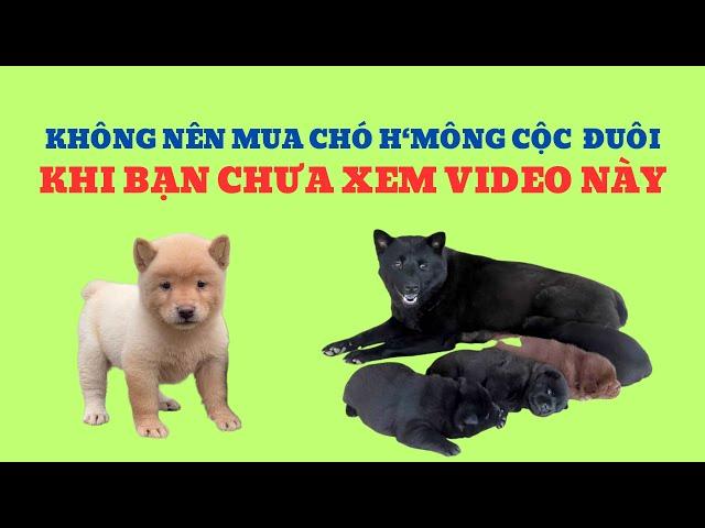 Không Nên Mua Chó H'mông Cộc Đuôi Khi Bạn Chưa Xem Video Này / Bằng Đoàn TB