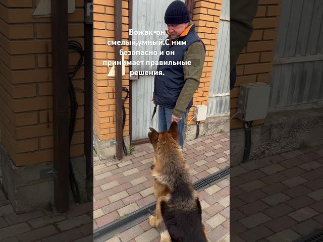 Джерри #немецкаяовчарка #доброесердце #спасенноеживотное #любовь #собакадругчеловека #зоопсихолог