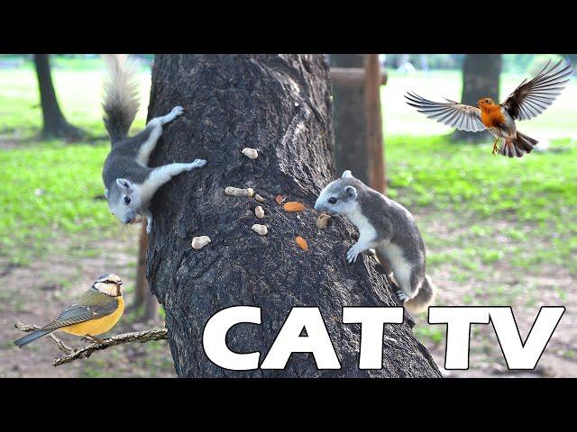 NEW, IMPROVED TV FOR CAT  Squirrel And Bird Look For Food  Keep Your Cats Entertained, 4K PETS TV