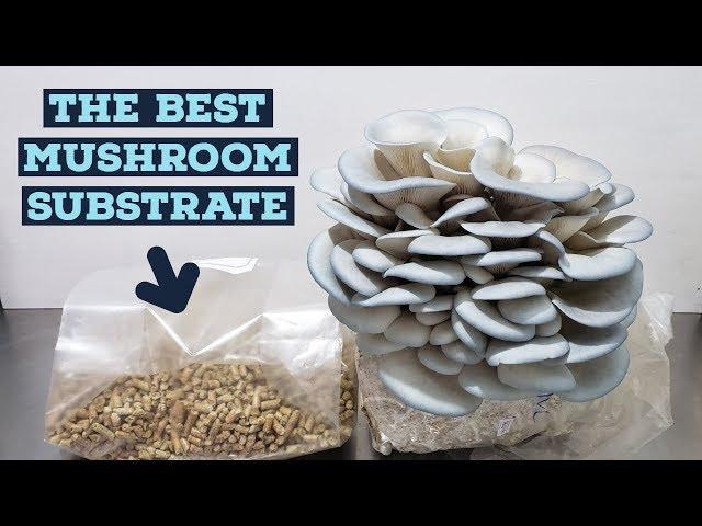 Making Mushroom Substrate -  Oyster Mushroom Bags