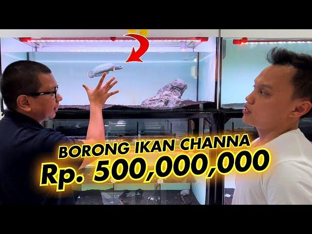 SULTAN BORONG IKAN *CHANNA BARCA* Rp. 500 JUTA