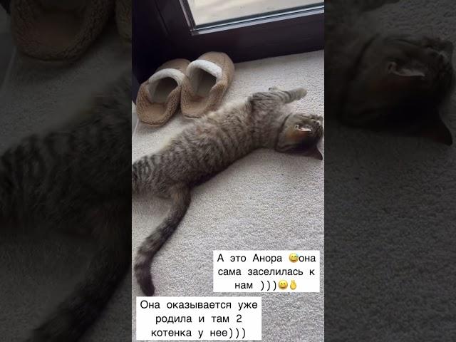 Оксана  Самойлова Анора родила котят