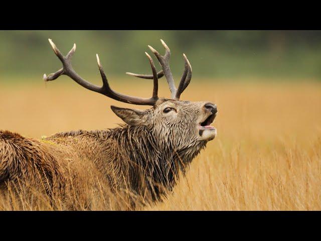 Red Deer Stags Fight For Females In Rutting Season | Scotland | Wild Travel | Robert E Fuller