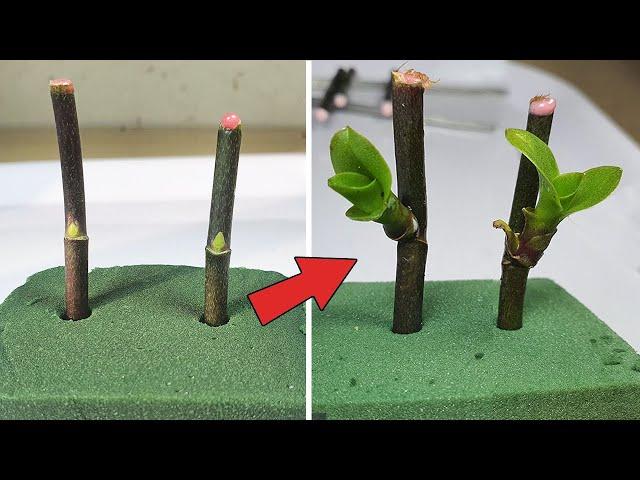 Tips to propagate orchids super fast use Floral Foam Green