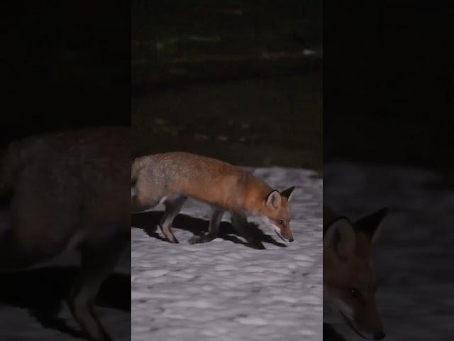 Some #foxes playing their little #fox games in the #snow 