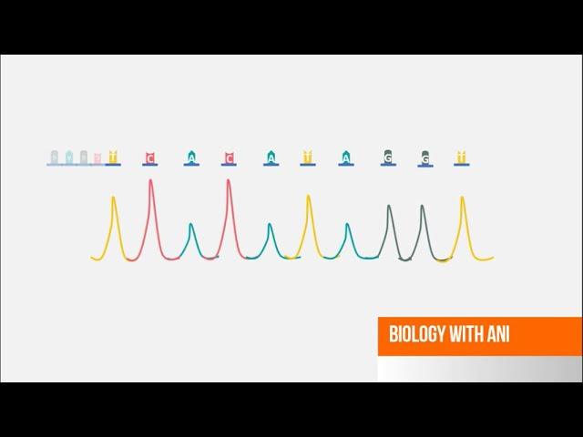 Sanger DNA Sequencing - Capillary Electrophoresis Animation