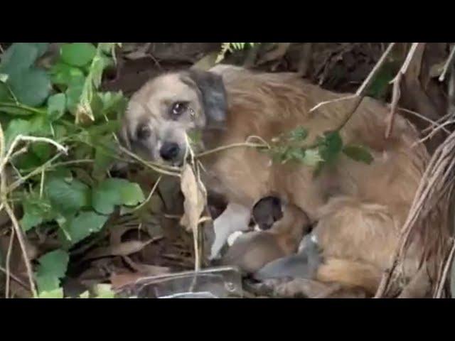 Weak Mother Dog Begged Us To Save Her Newborn Puppies