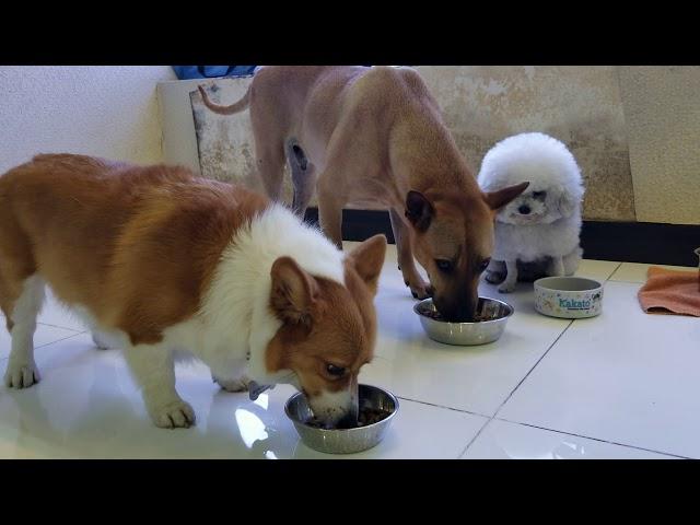 犬隻行為教育- 進食禮儀 Dog's Behaviour Education-Food Bowl Training