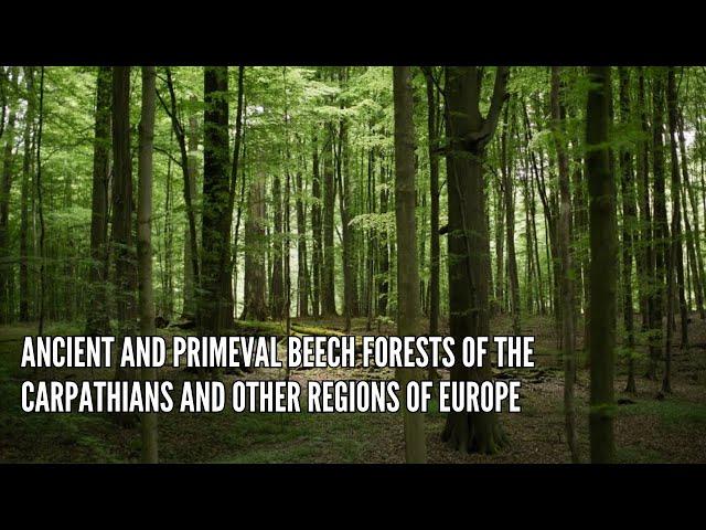 Ancient and Primeval Beech Forests of the Carpathians and Other Regions of Europe