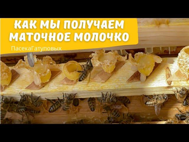 КАК МЫ ПОЛУЧАЕМ МАТОЧНОЕ МОЛОЧКО.Пасека Гатуповых 2022
