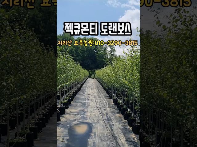 겨울조경의 위너 젝큐몬티도랜보스 #shorts #젝큐몬티도랜보스 #트리웰포트