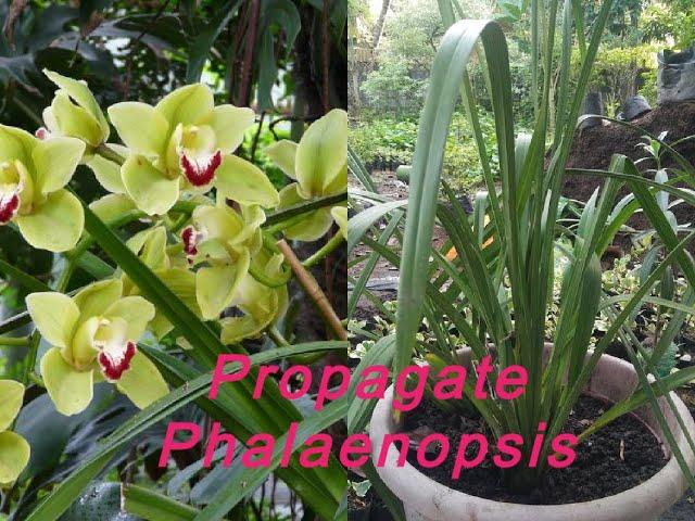 HOW TO PROPAGATE GROUND ORCHIDS | PLANT | PAANO MAGTANIM NG  GROUND ORCHIDS PHALAENOPSIS SA BAHAY