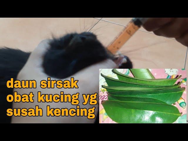 Obat Alami Kucing Yang Susah Kencing || Daun Sirsak