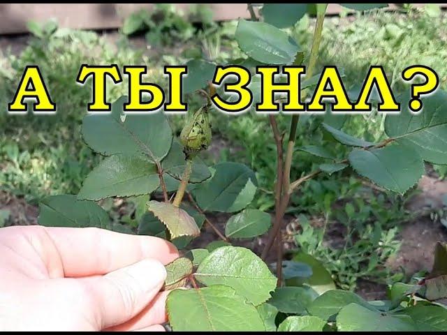 МУРАВЬИ в огороде? Я справляюсь с ними так...