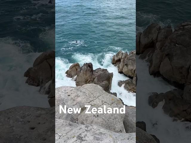 New Zealand #newzealand #shortvideo