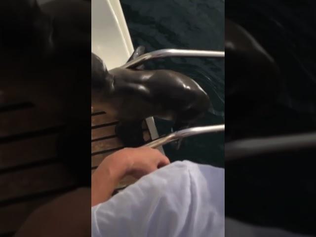 Injured Sea Lion Rescued By Boaters ️