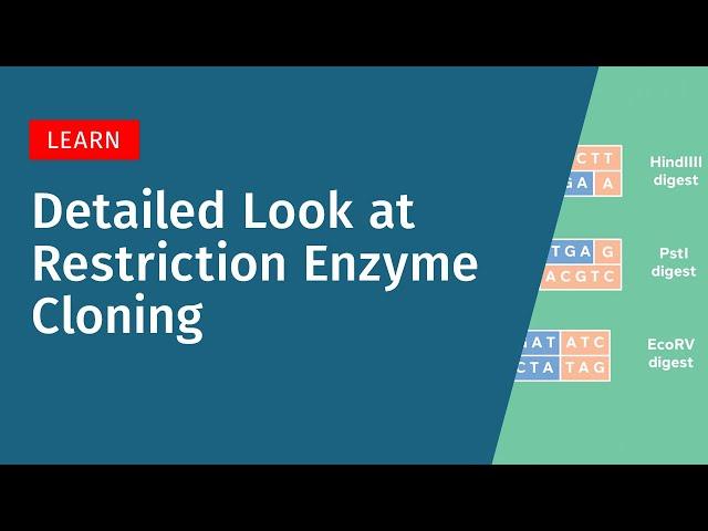 A Detailed Look at Restriction Cloning