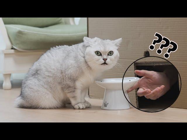 The food suddenly disappeared while eating!? | SanHua Cat Live