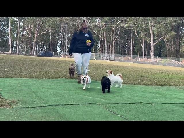 Charley & Charlie play chases & Ash arrives with Lucy, the pups are excited to see them!!