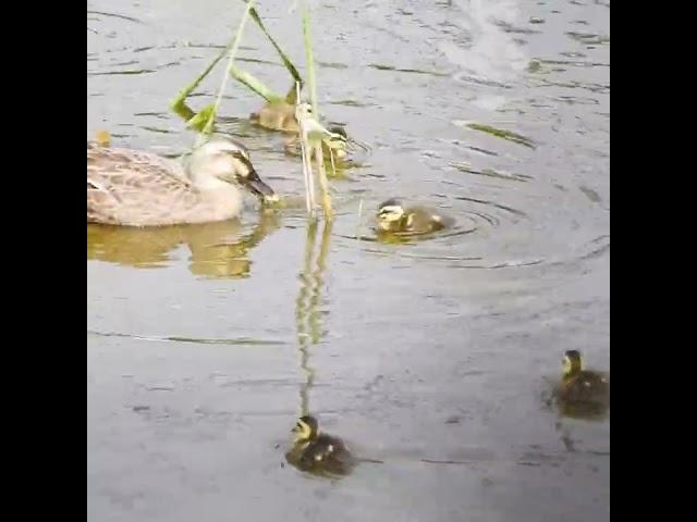 Mother duck teaching her ducklings how to jump