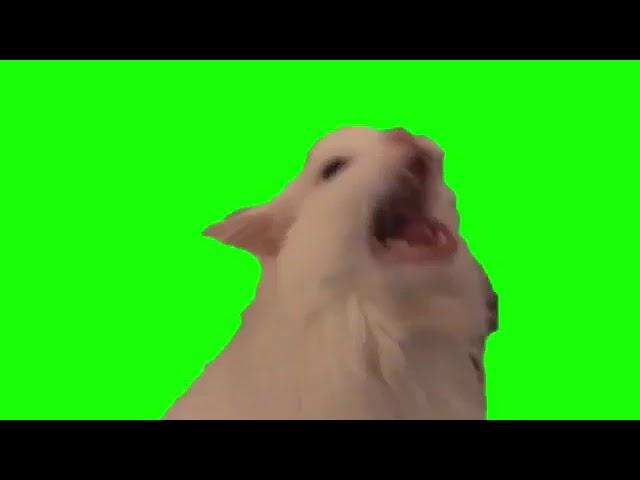 Green Screen MEOW