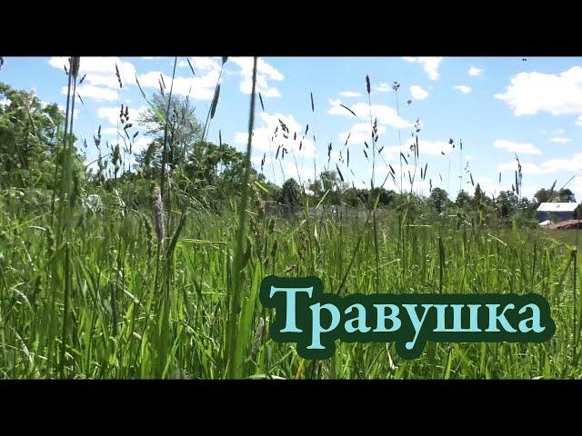 Павел Чернышов и Helga Black - Травушка (Мельница cover)