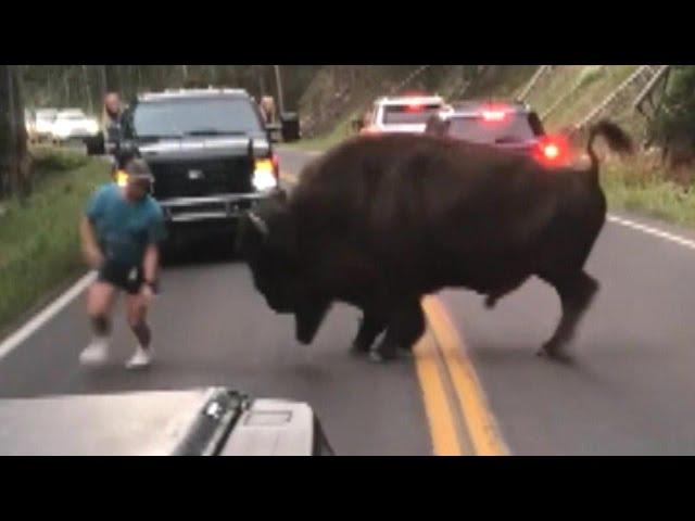 Bison Walks Away After Tourist Taunts Animal at Yellowstone National Park