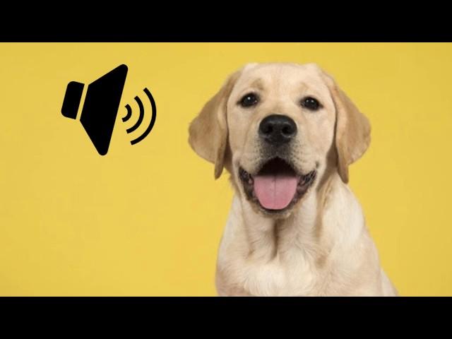 Labrador Dog Barking Sound - The SOund ButtOn