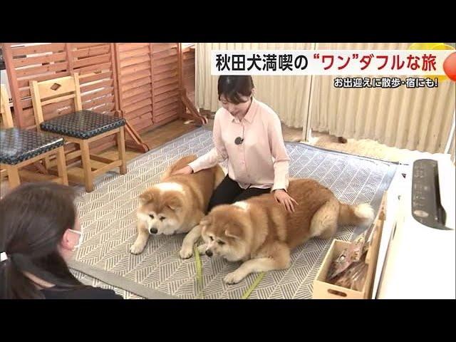 Enjoy a ‘Paw-some’ Trip with Akita Dogs: Welcoming Walks, Interactions at the Inn, and More! ｜JAPAN