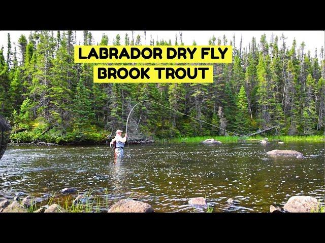 Dry Fly Labrador Brook Trout | Igloo Lake Lodge