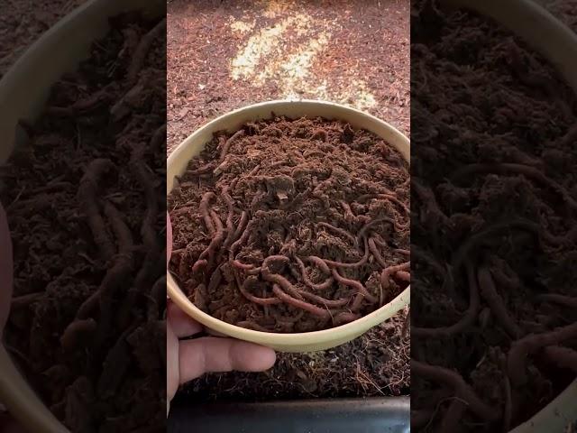 Quick Tip: Introducing new worms into your worm bin #worms #compost #vermicompost #organicfertilizer