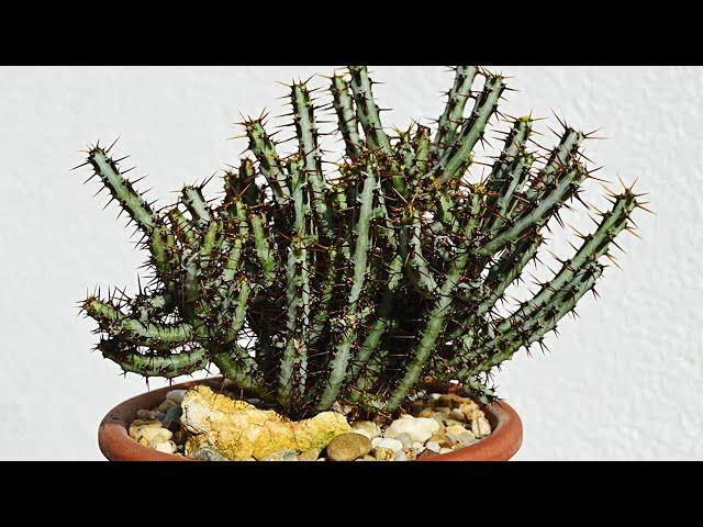 EUPHORBIA SUCCULENT PROPAGATION FROM CUTTINGS
