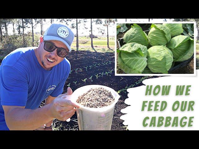 OUR PLAN TO GROW MONSTER CABBAGES!