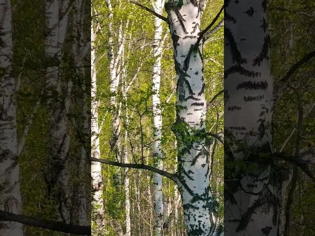 #белочка #сибирь #дача