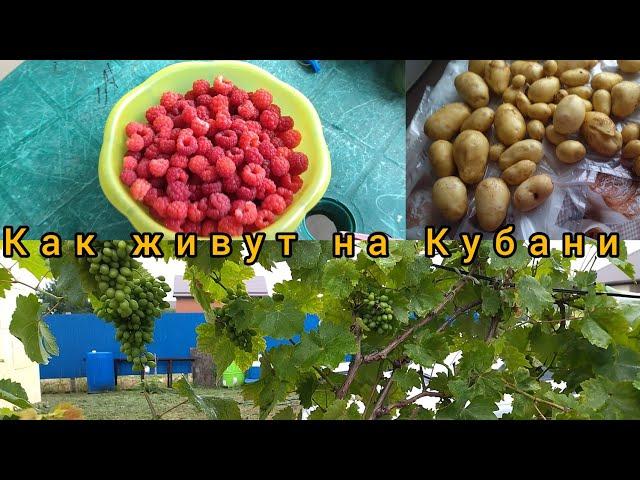 Как живут на Кубани, жизнь на юге.