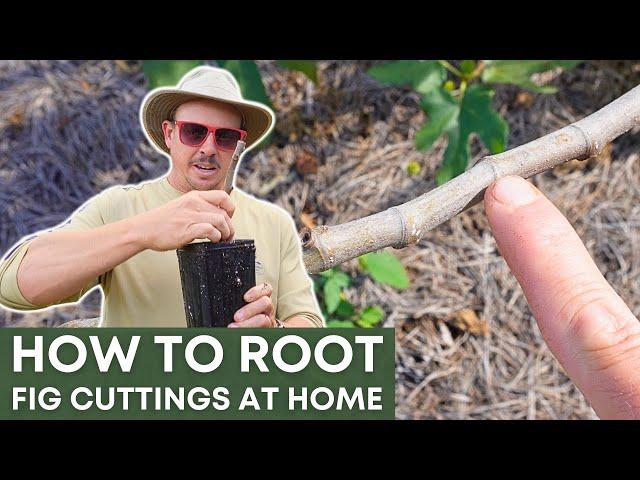 Propagating Fig Trees from Cuttings | SIMPLE AND EASY METHOD