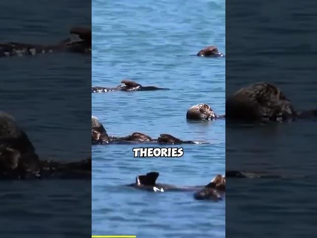 Sea Otter