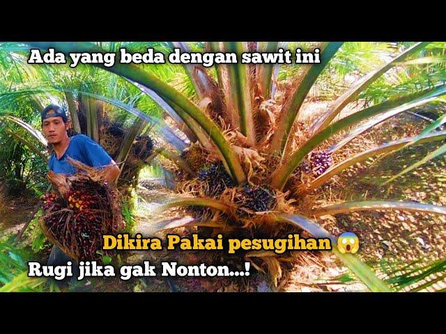 PANEN SAWIT VARIETAS YANG SATU INI MEMANG JAUH BEDA DENGAN YANG LAIN || PANEN SAWIT UNGGUL