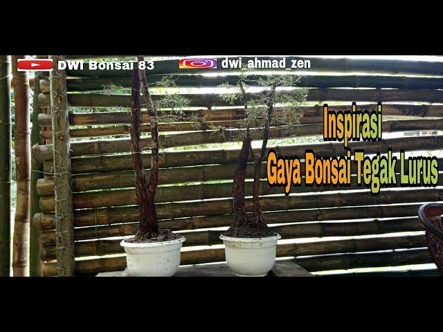 Inspirasi Gaya Bonsai Tegak Lurus