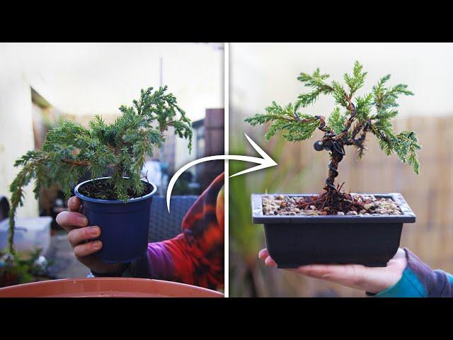 How to Bonsai For Beginners