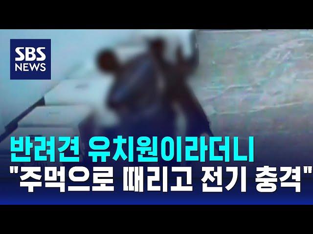 반려견 유치원이라더니…"주먹으로 때리고 전기 충격" / SBS