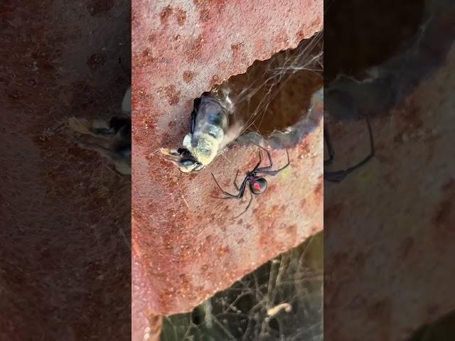 Black Widow vs. Carpenter Bee!