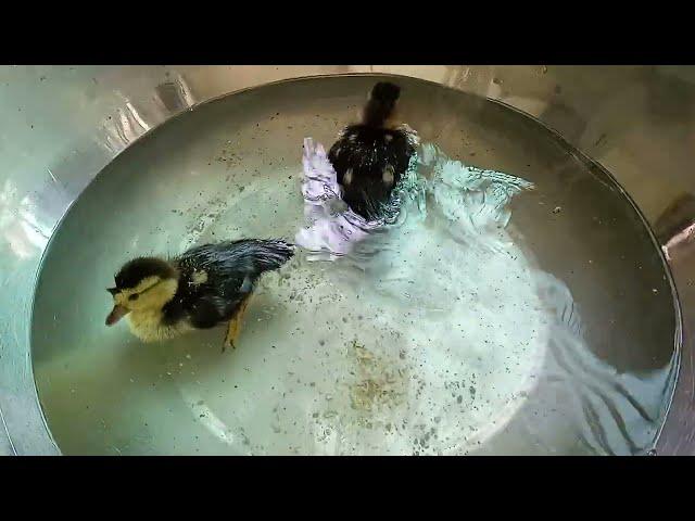 Ducklings | Baby ducks first bath first time swimming cute little