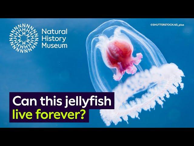 The immortal jellyfish: is it possible to live forever?