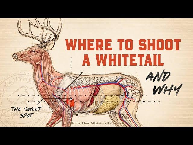 Whitetail Deer Anatomy & Shot Placement!!