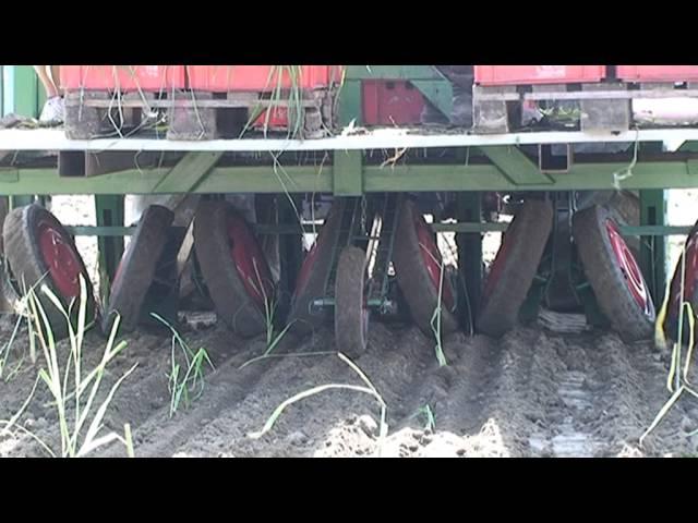 5ha Miscanthus Pflanzung mit vorgezogenen Pflanzen in Sachsen