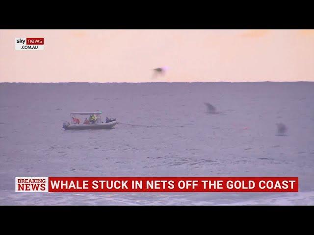 Rescue mission for humpback whale caught in nets off the Gold Coast