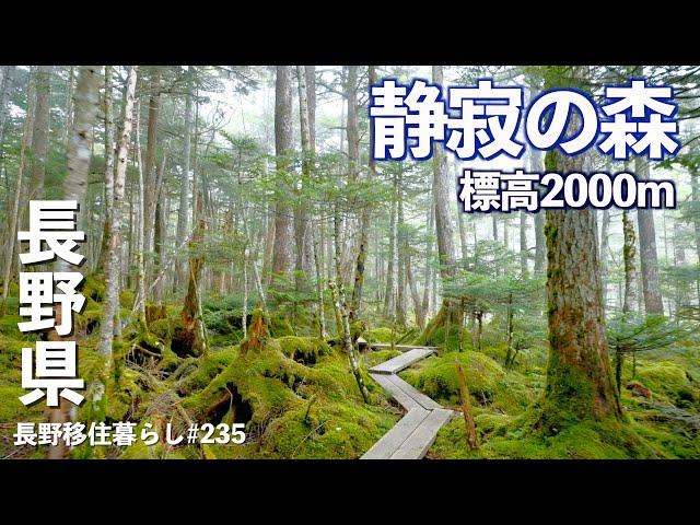 【長野移住】残暑が厳しすぎるので、山の上に避難して最高のレストランで食事した!!｜麦草峠｜諏訪｜ドライブ｜田舎暮らし｜長野県｜4K